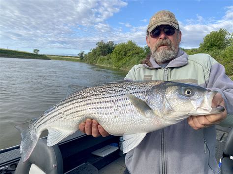 river fish|sacramento river .
